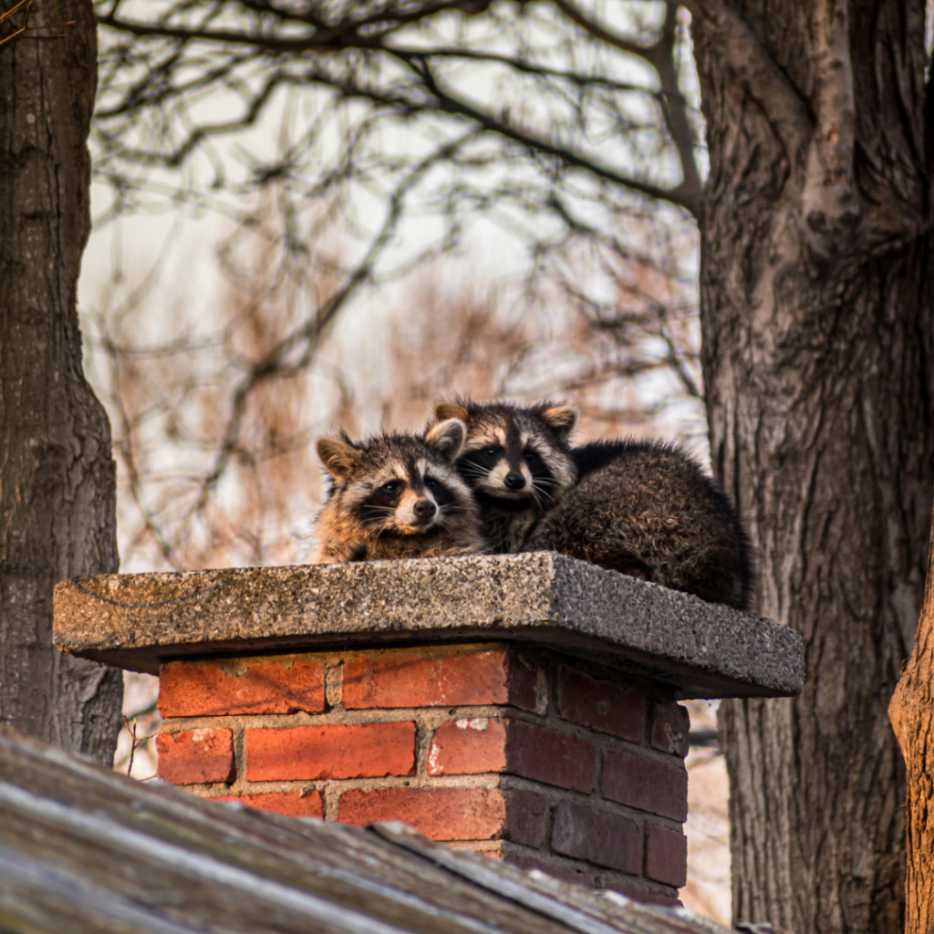 chimney cleaning, chimney repair, fireplace maintenance, chimney inspection, chimney sweeps, chimney services WI, fireplace repair, chimney cap installation, chimney safety, Green Bay chimney experts, Appleton fireplace services, Door County chimney repair, Shawano chimney cleaning, Madison chimney specialists, Milwaukee chimney services, Eau Claire chimney repair, Wausau fireplace maintenance, Oshkosh chimney cleaning, Kenosha chimney experts, Racine fireplace services, Janesville chimney inspection, local chimney contractors WI, flue cleaning Green Bay, fireplace safety tips Appleton, chimney waterproofing Door County, Shawano chimney specialists, chimney services